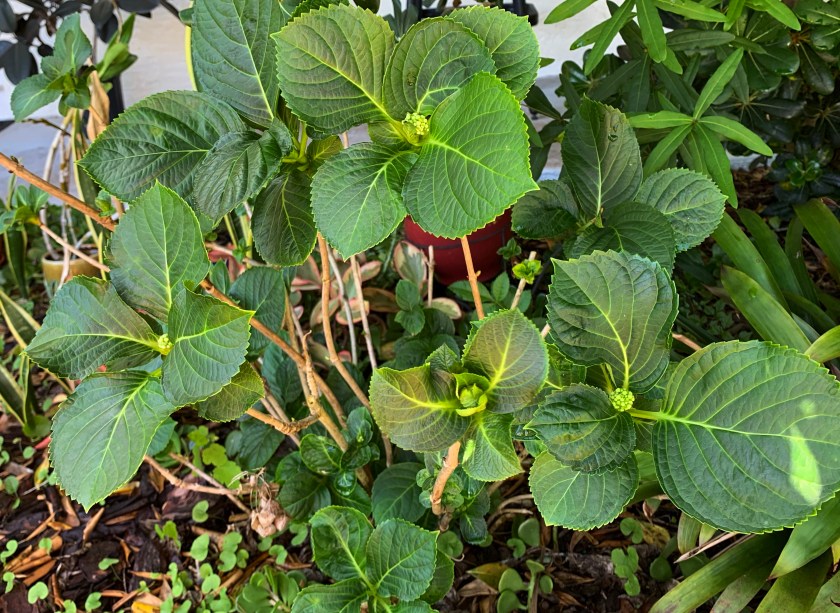 Florida hydrangea plant