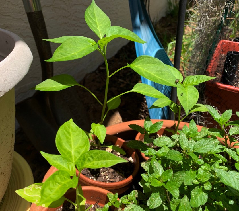 Jalepeno pepper plants