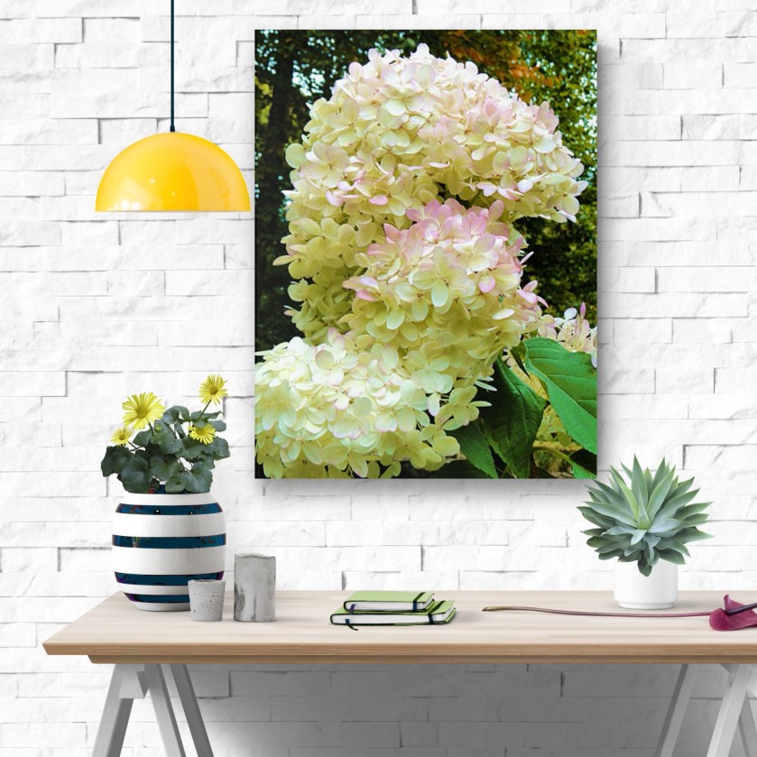 Limelight hydrangea photography print for the wall.  Shown on durable acrylic, with cream and pale pink petals on fluffy heads.
