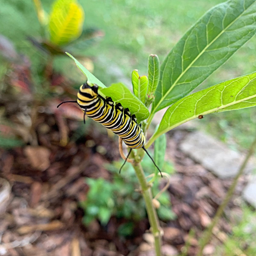 monarch caterpillar on milkweed