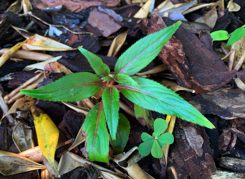 New Guinea Impatien cutting