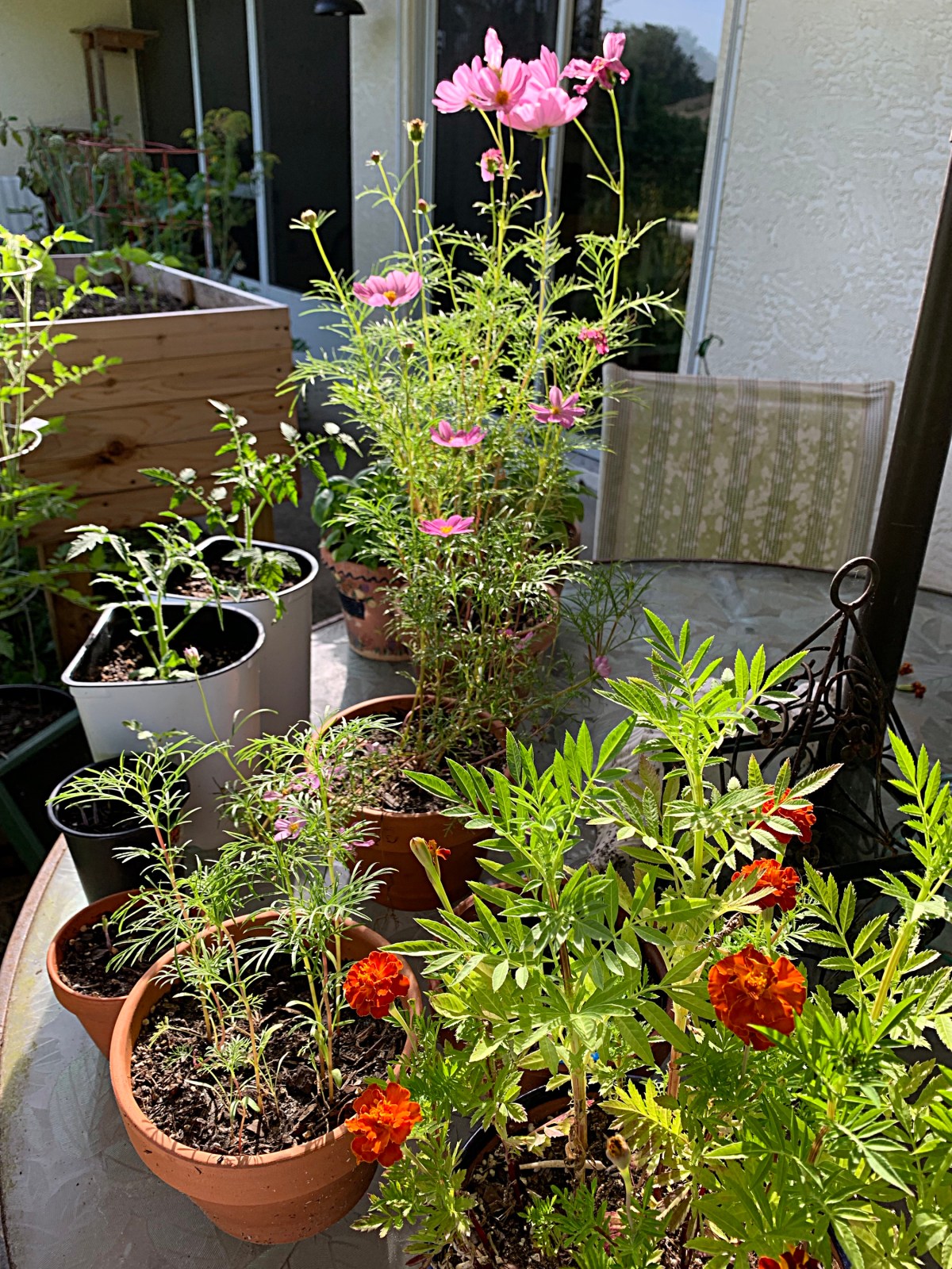 Starting Vegetable and Flower Seeds in Big&nbsp;Pots