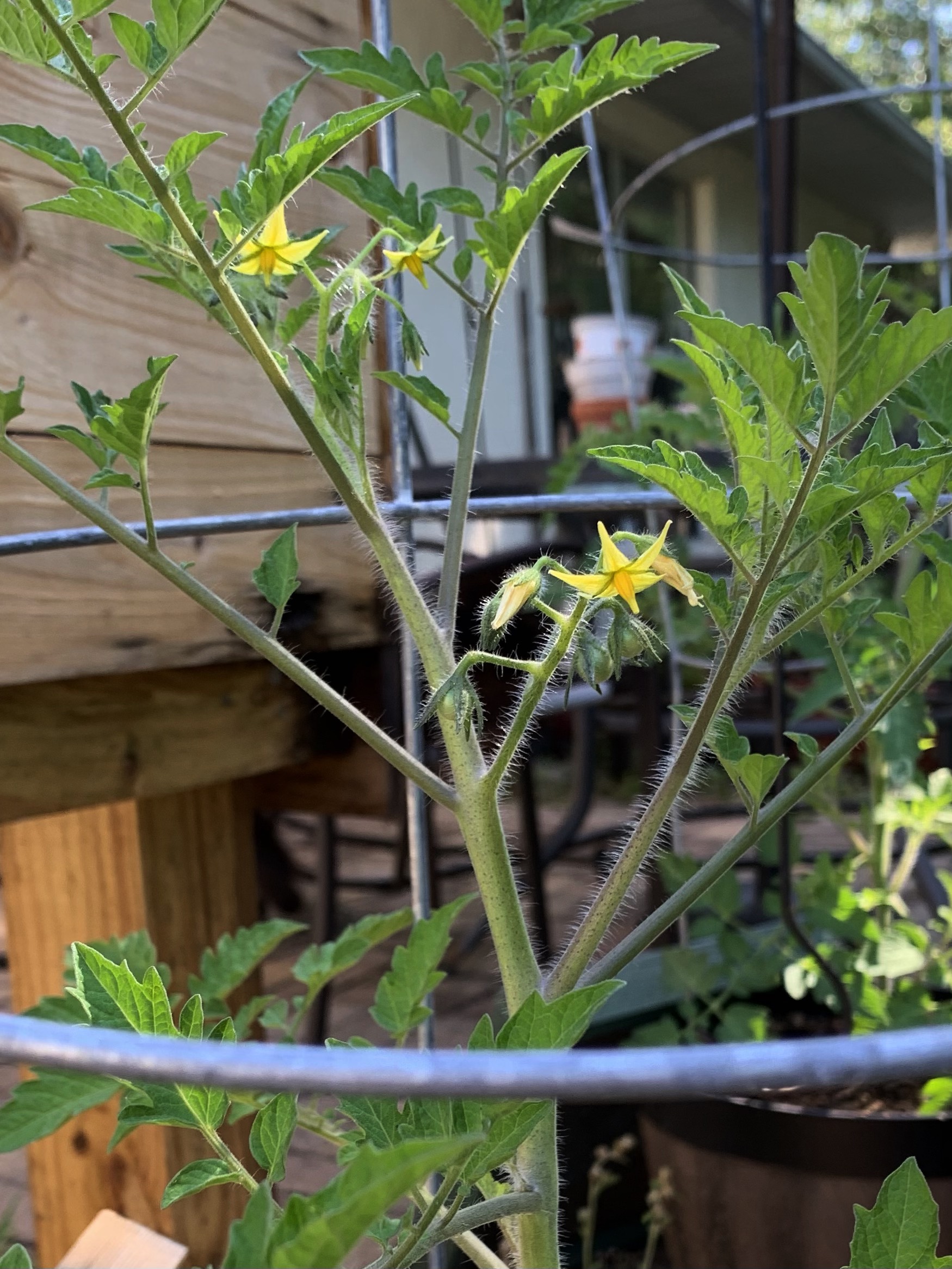 cherry tomato flowers