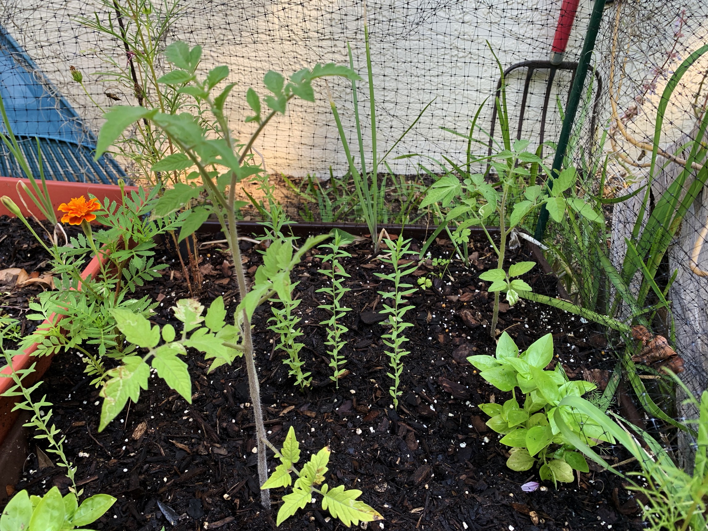 small tomato plants