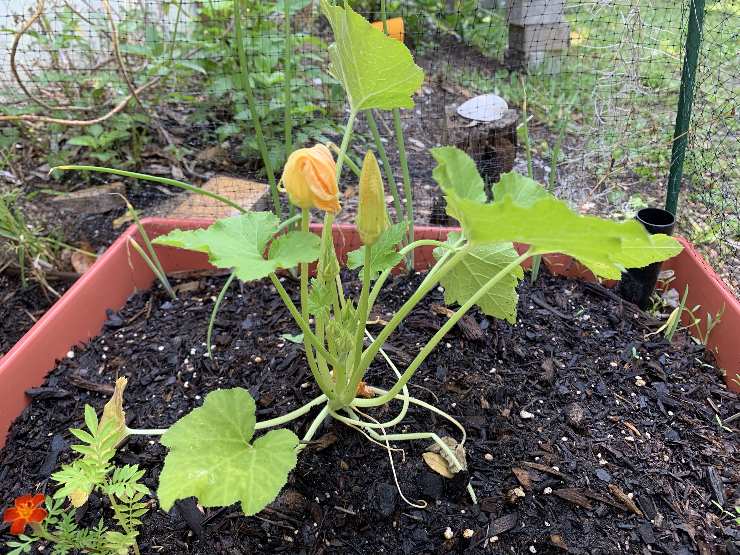 small zucchini plant in garden bed