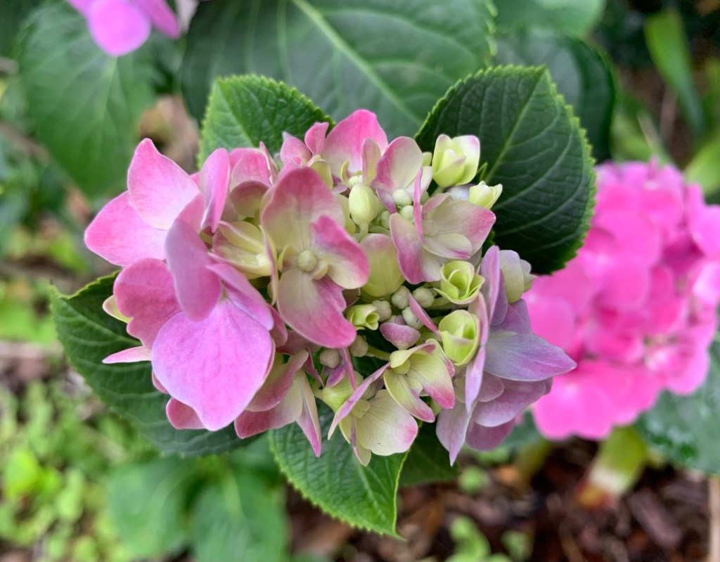 pink hydrangeas in Florida garden