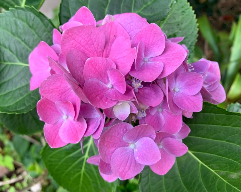 pink hydrangeas in Florida garden