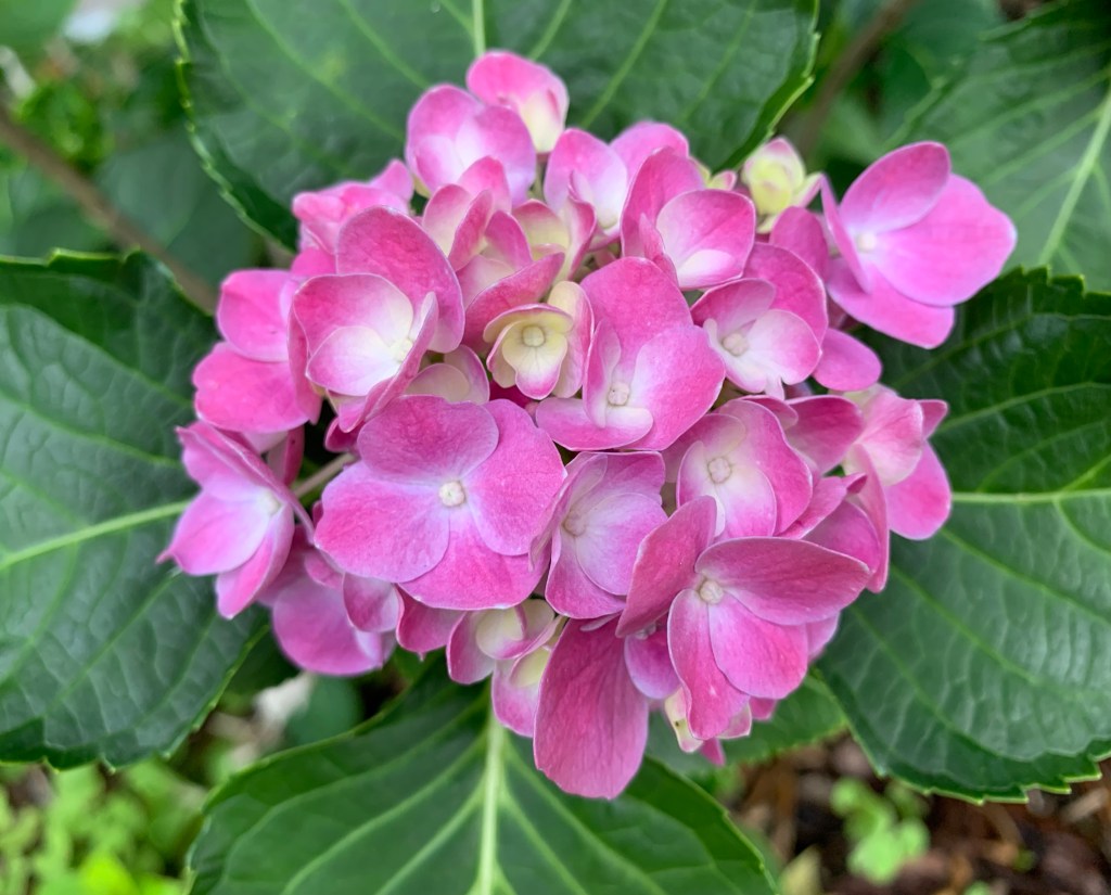 pink hydrangeas in Florida garden