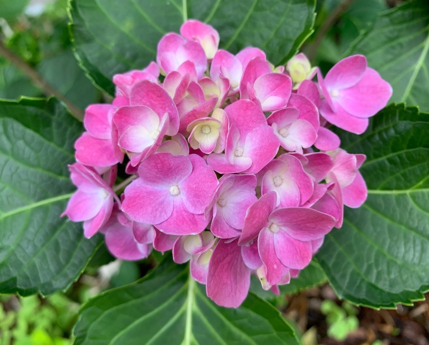 pink hydrangeas in Florida garden