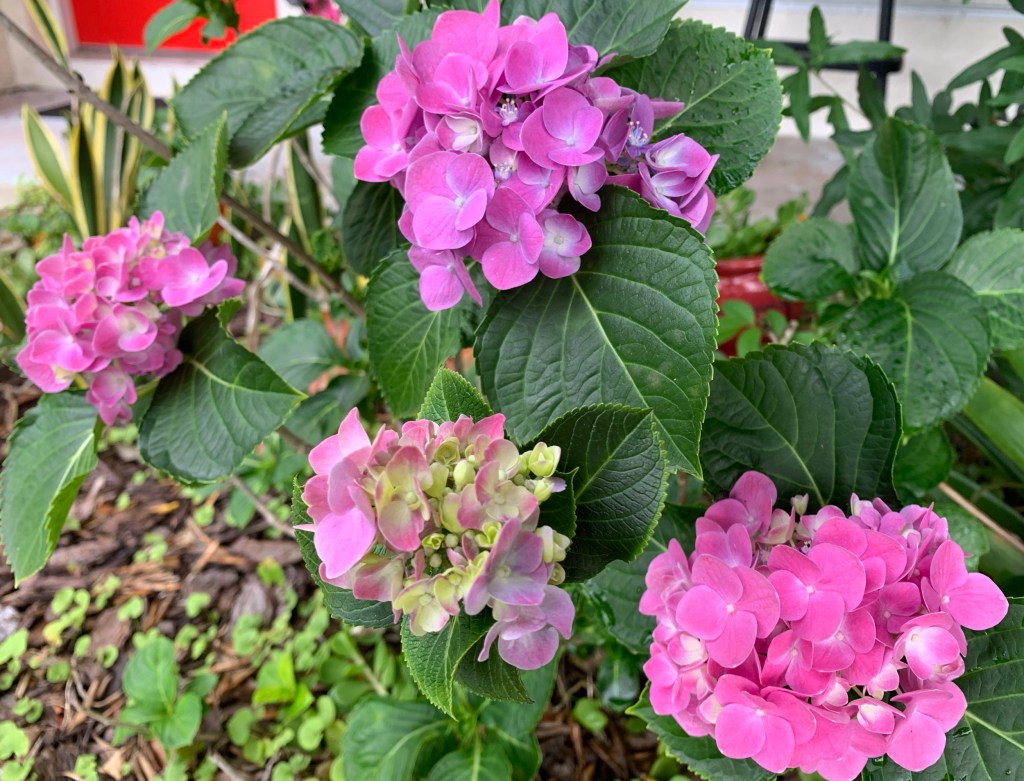 pink hydrangeas in Florida garden