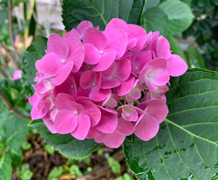 pink hydrangeas in Florida garden