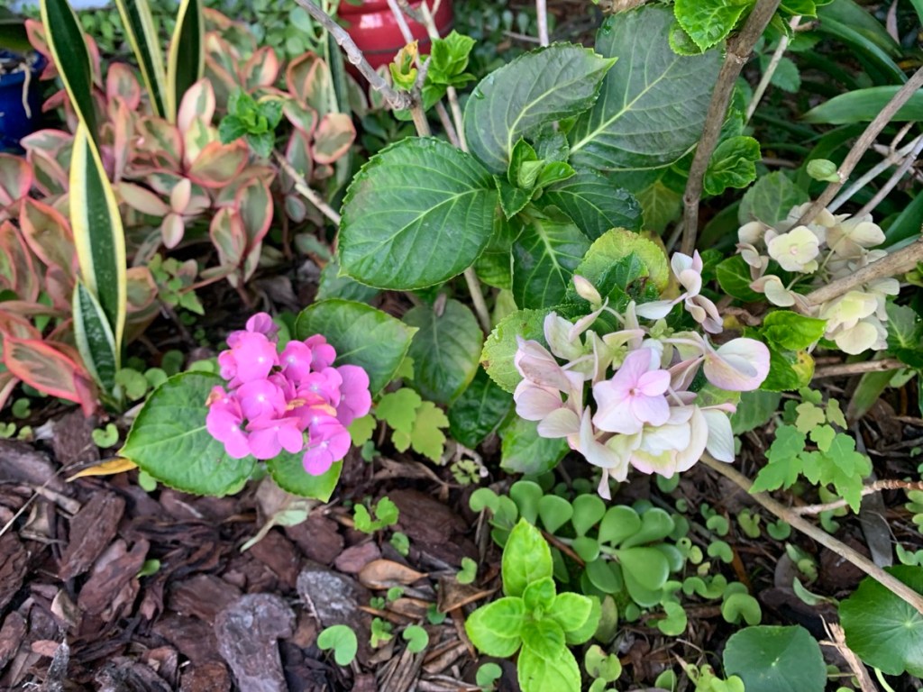 faded hydrangea flowers