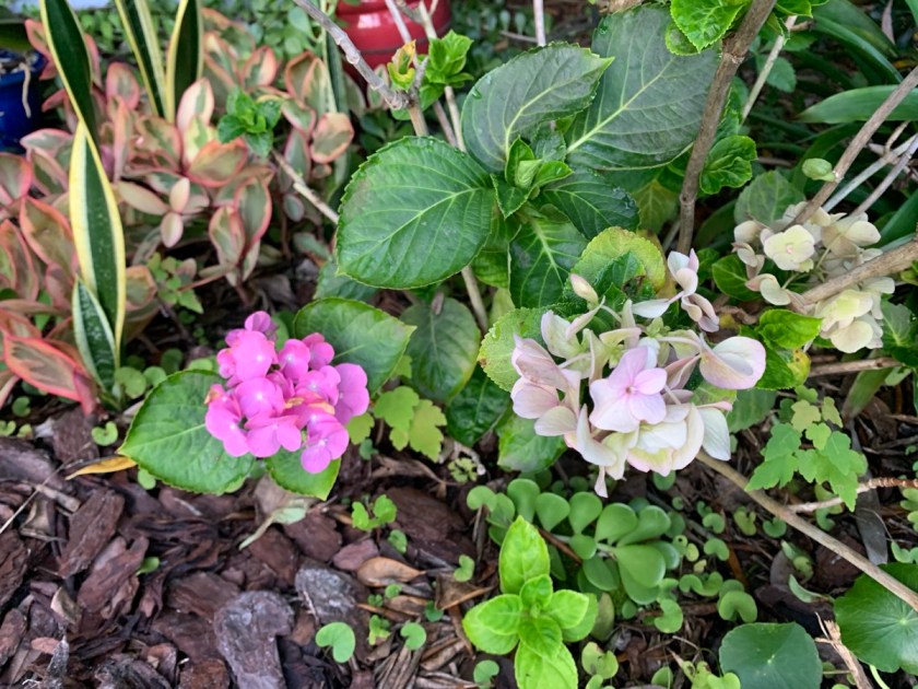 faded hydrangea flowers