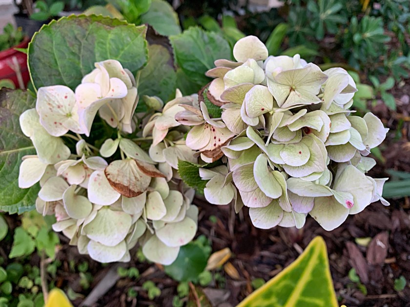 faded hydrangea flowers in Florida