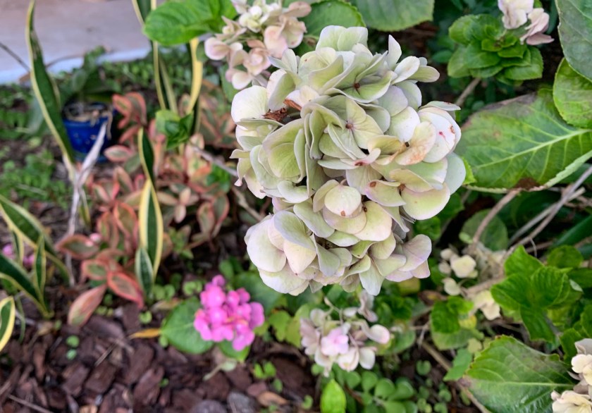 faded hydrangea flowers