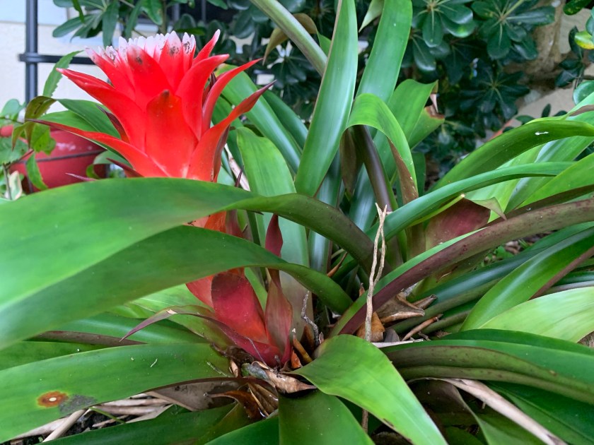 Bromeliad