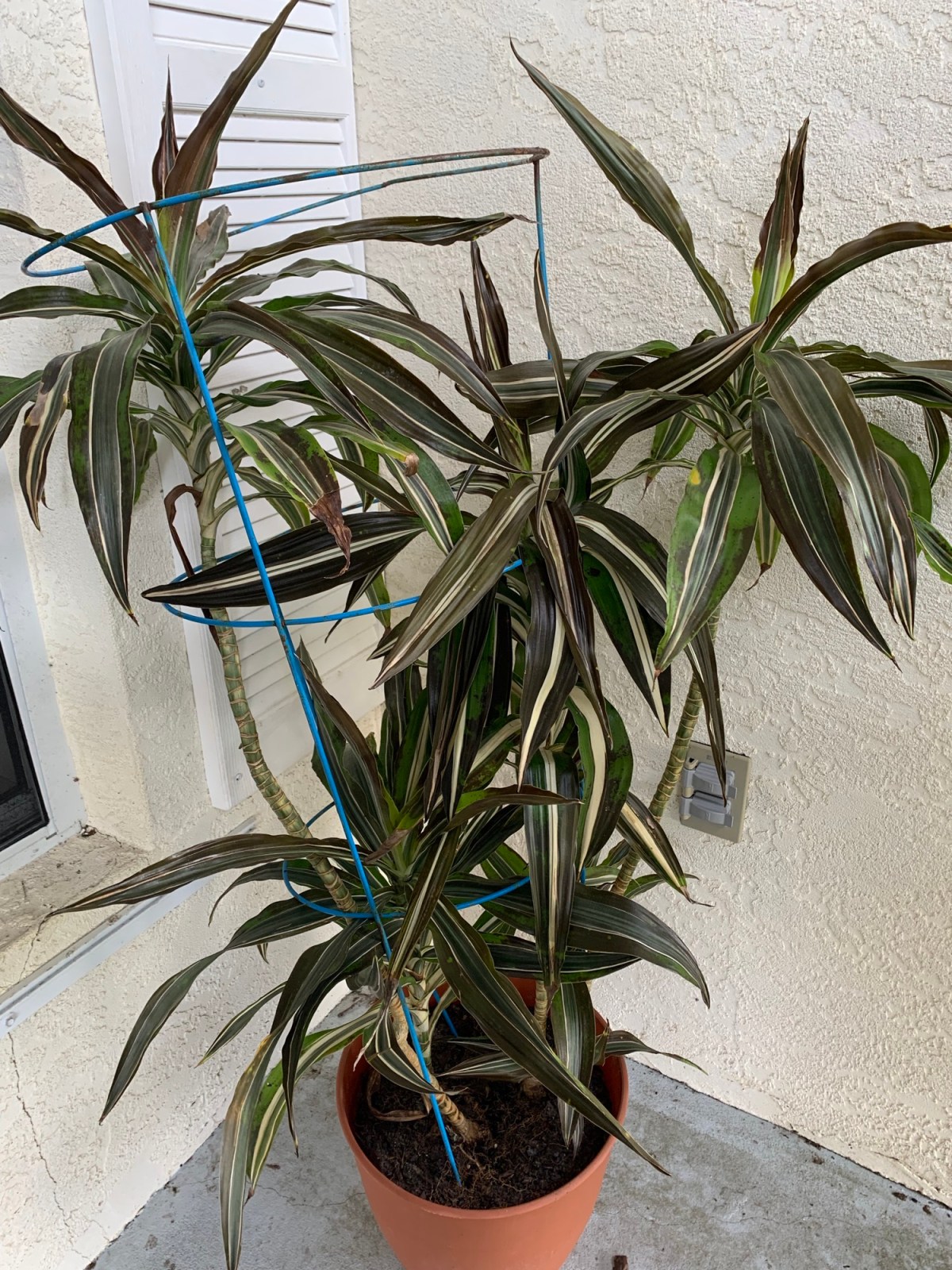 Cold Weather in&nbsp;Florida