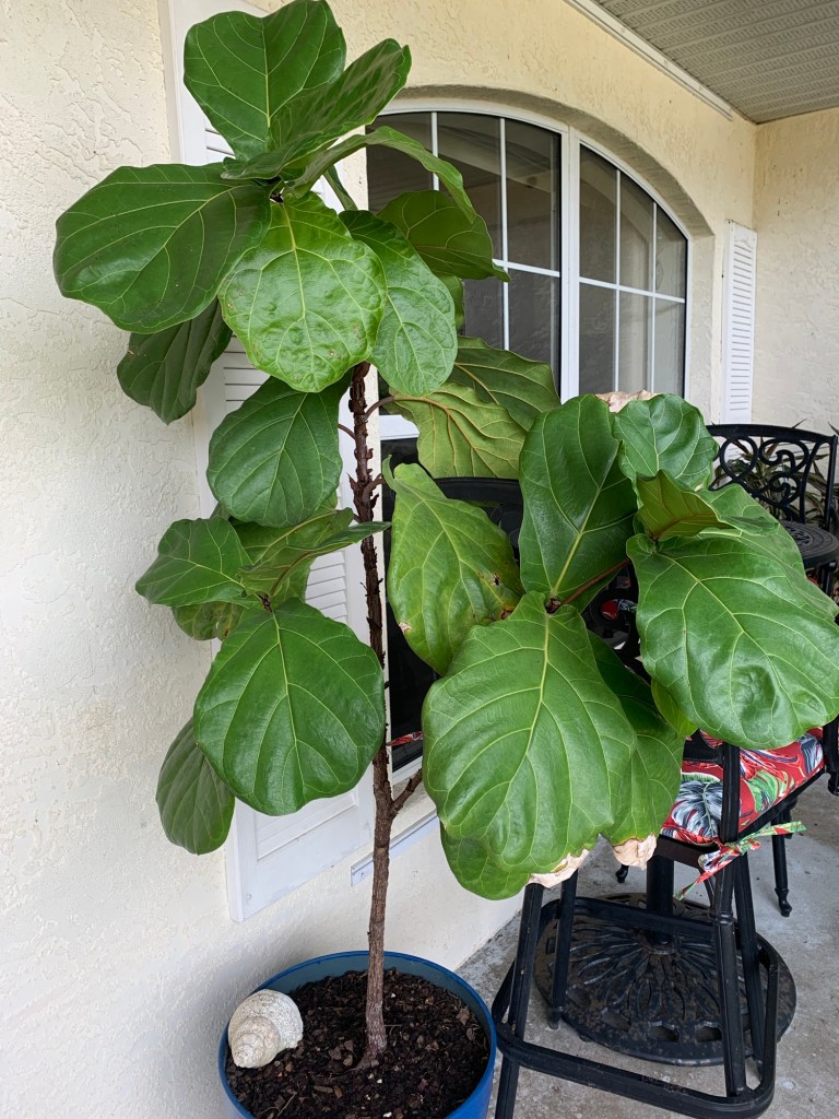 fiddleleaf fig