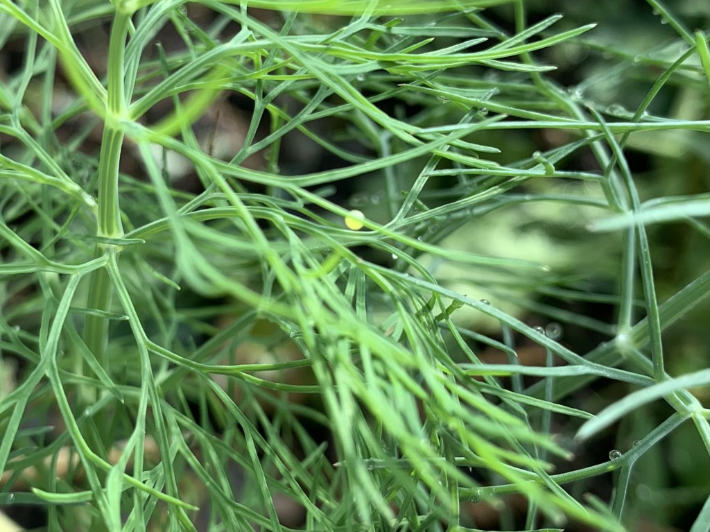 egg of black swallowtail butterfly