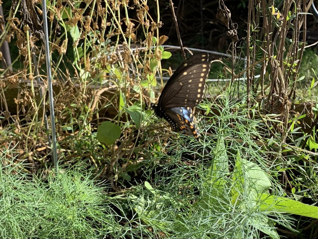 butterfly in the garden