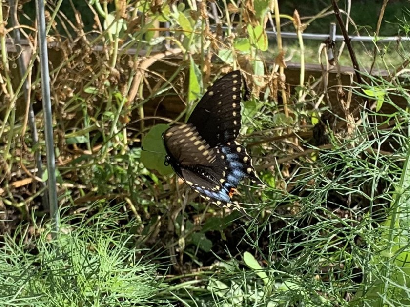 black swallowtail butterfly