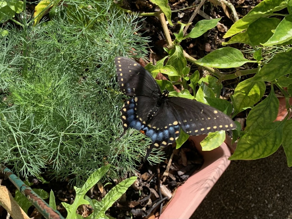 black swallowtail butterfly