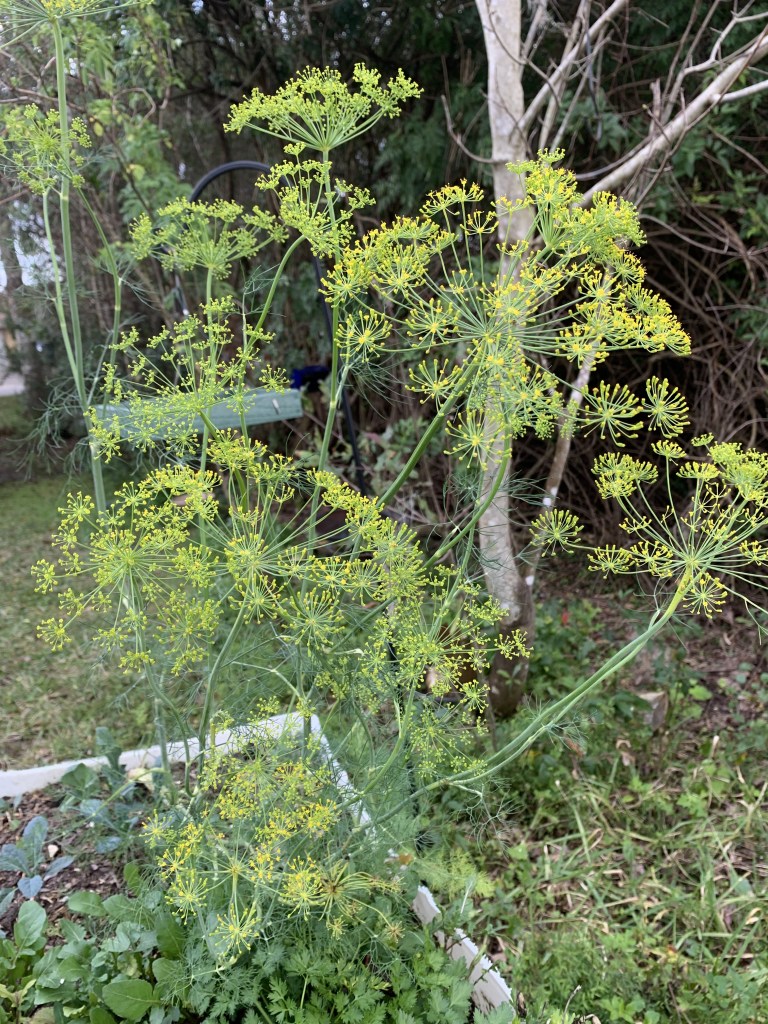 dill flowers in garden