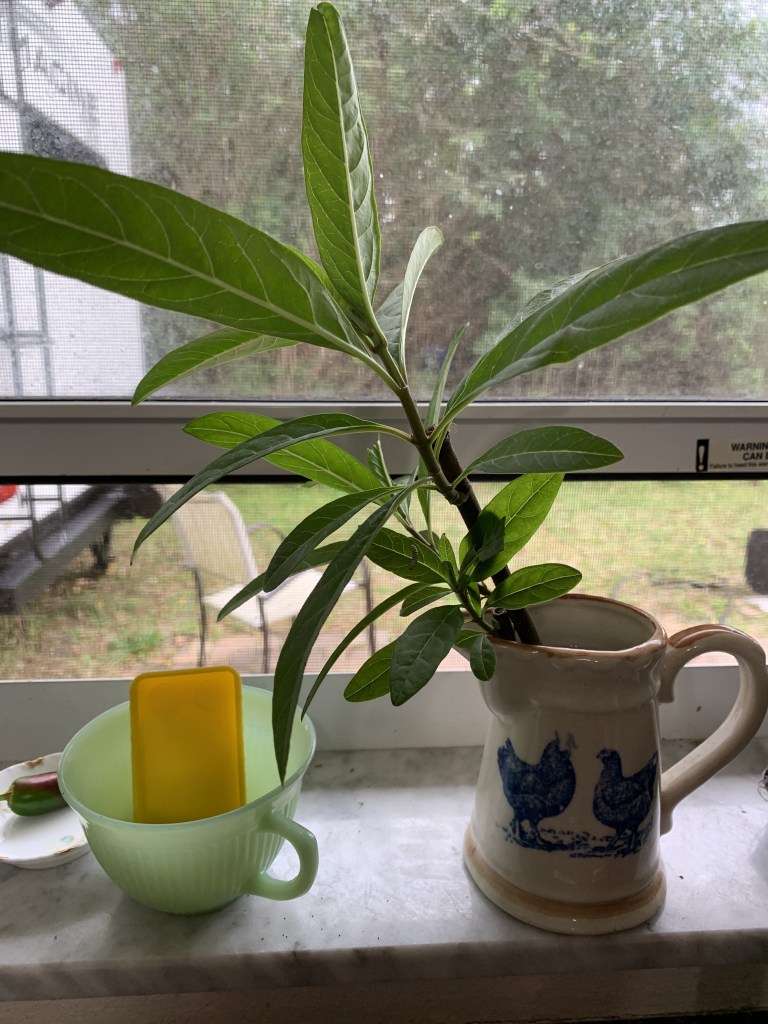 milkweed cuttings in water
