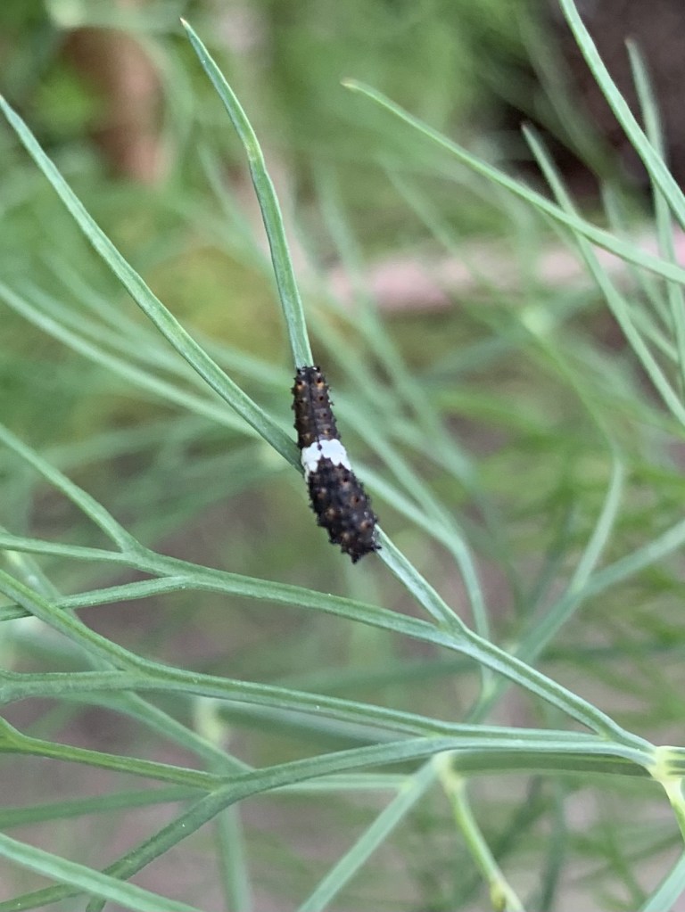 swallowtail caterpillar