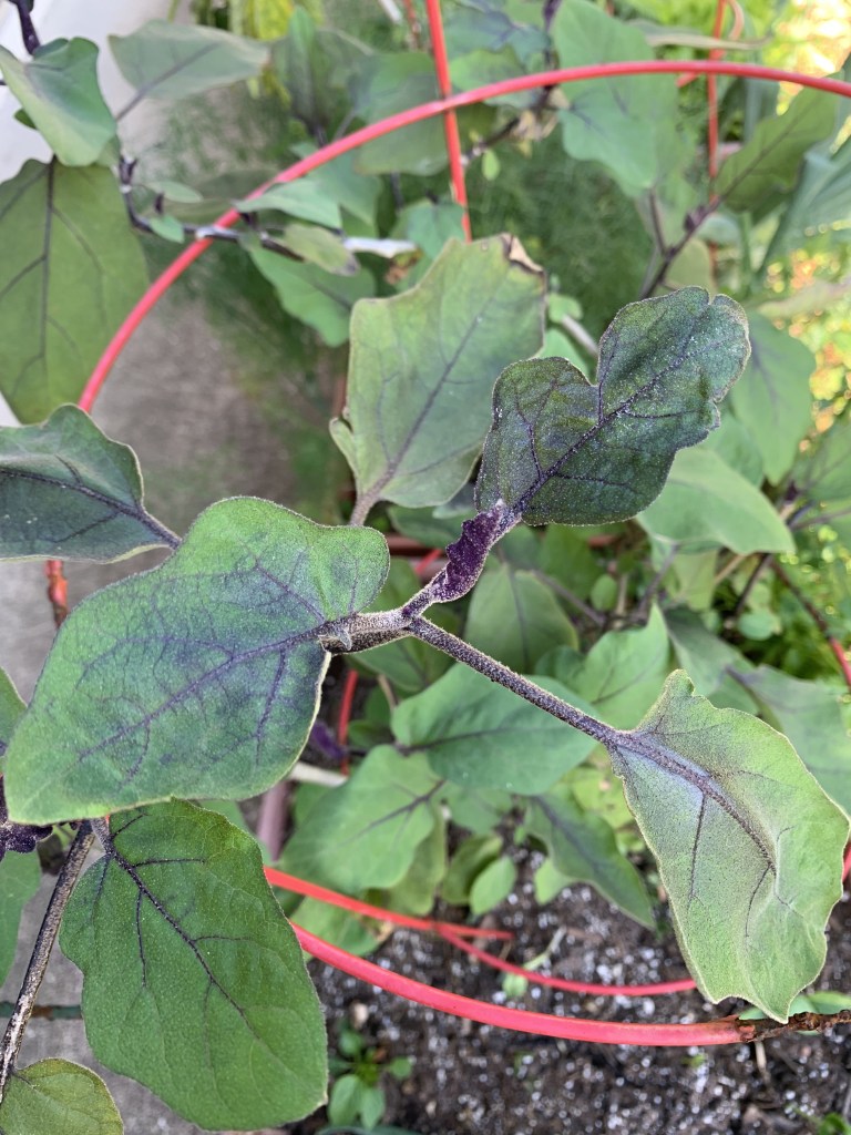 eggplant plant growing