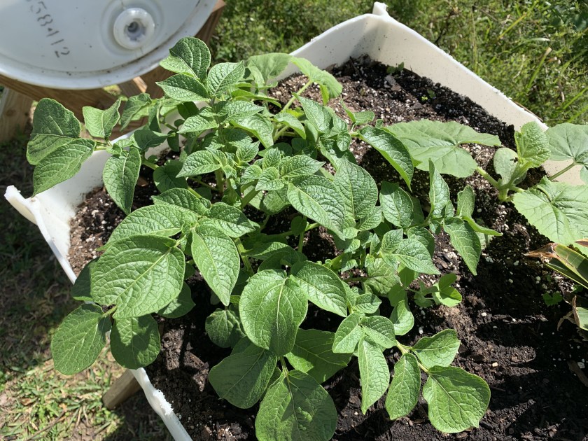potato plant