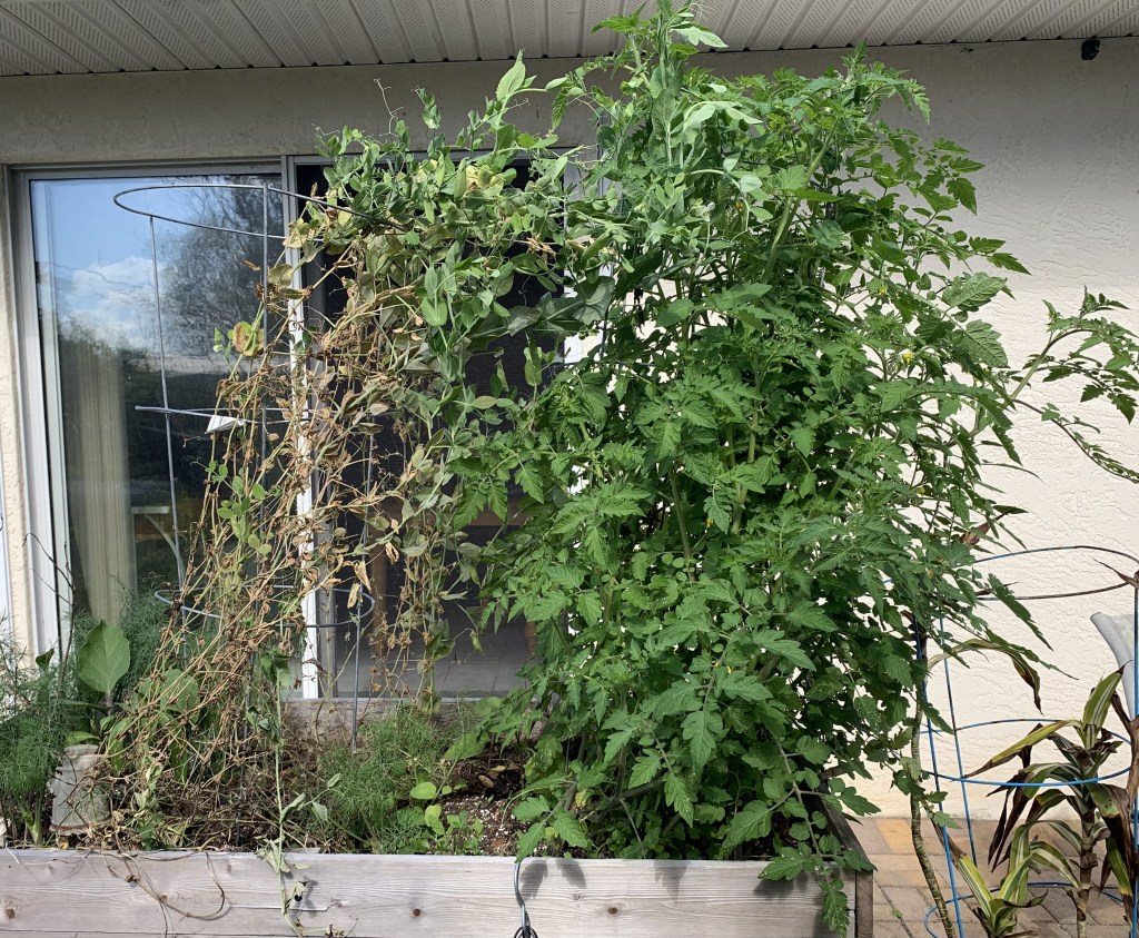 Cherry tomato plant in raised bed