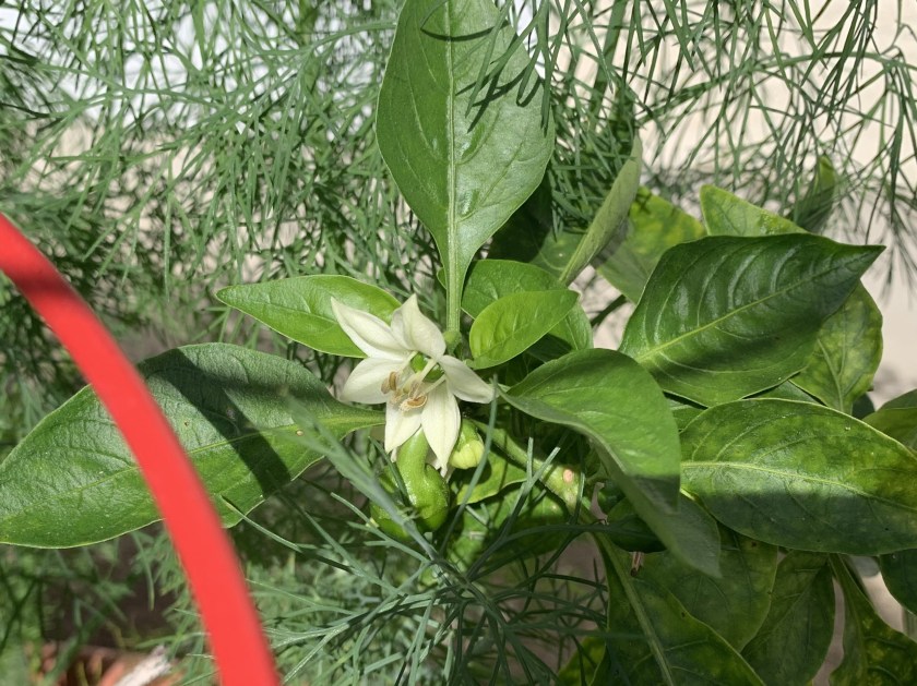 green pepper plant blossom