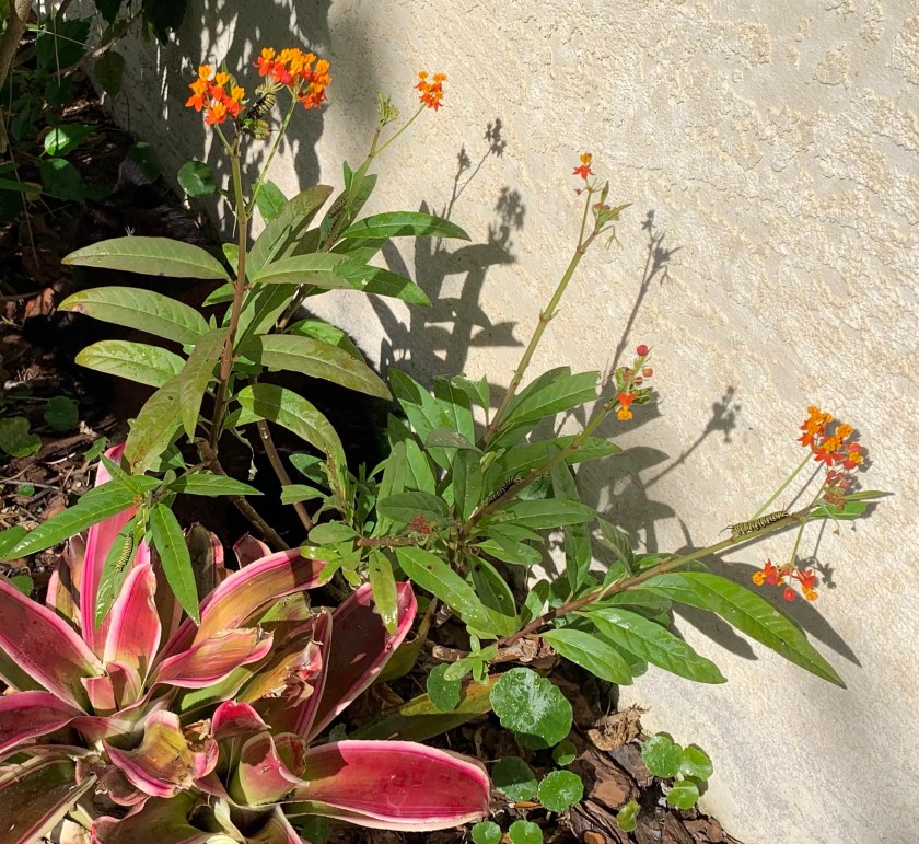 blooming milkweed plant