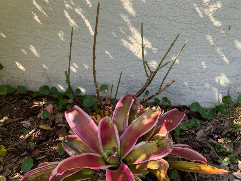 Milkweed plant leaves eaten