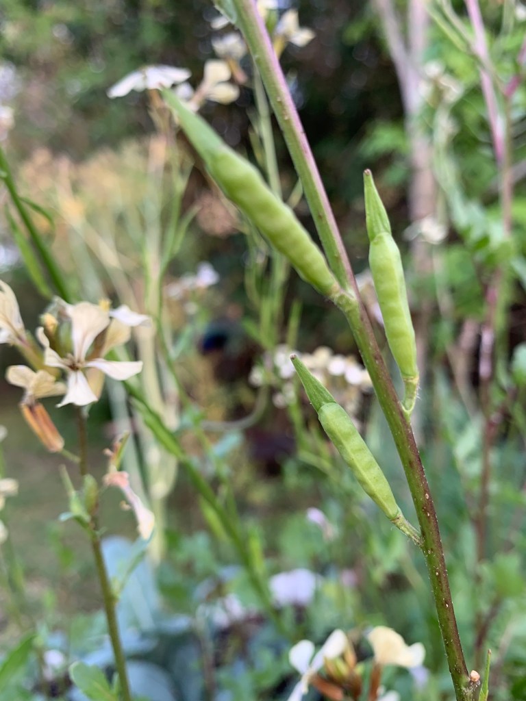 Arugula flowers and seed pods