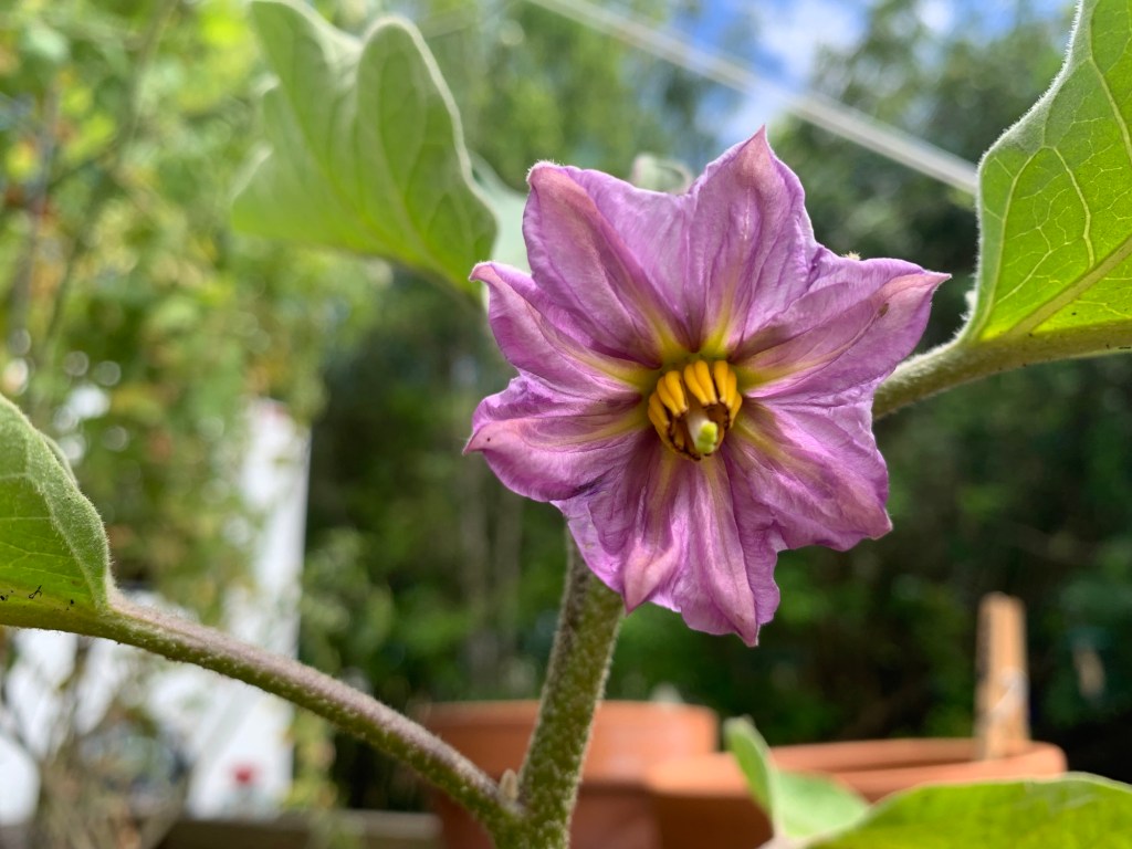 purple eggplant flower