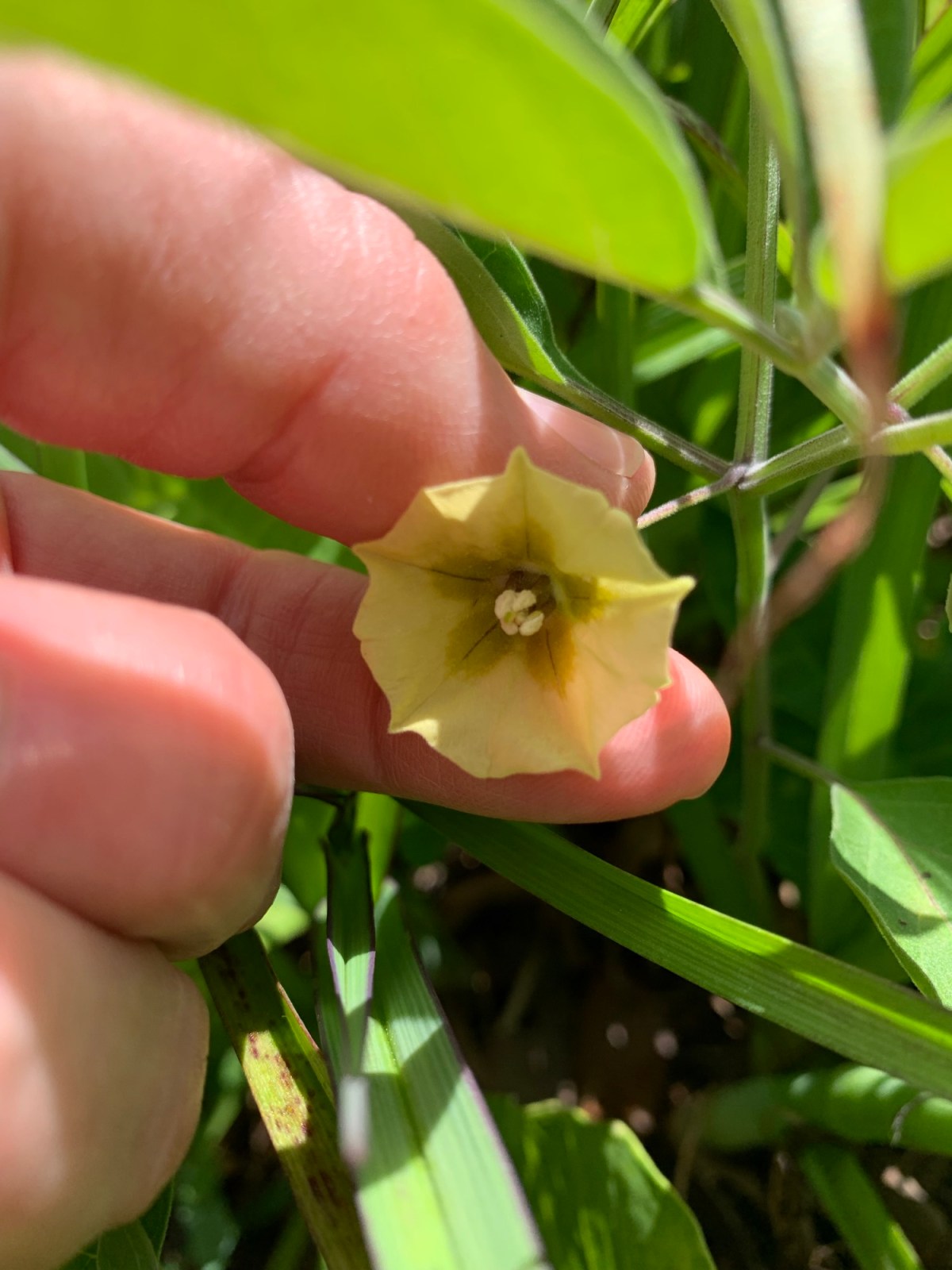 Yellow Flowering Weed: Walter’s&nbsp;Groundcherry