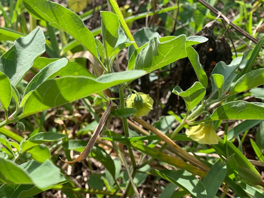 Walter’s ground cherry plant