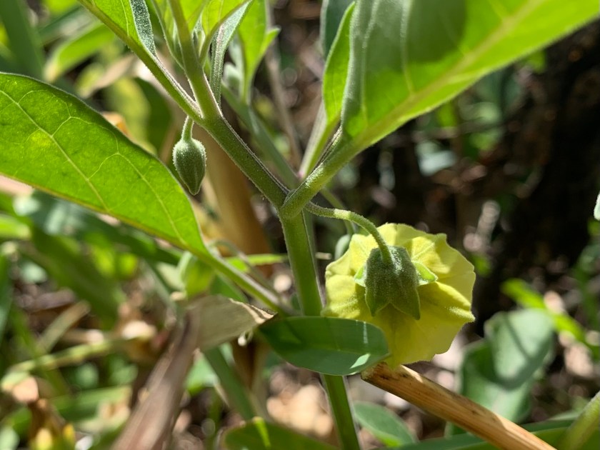 Walter’s ground cherry plant with flower