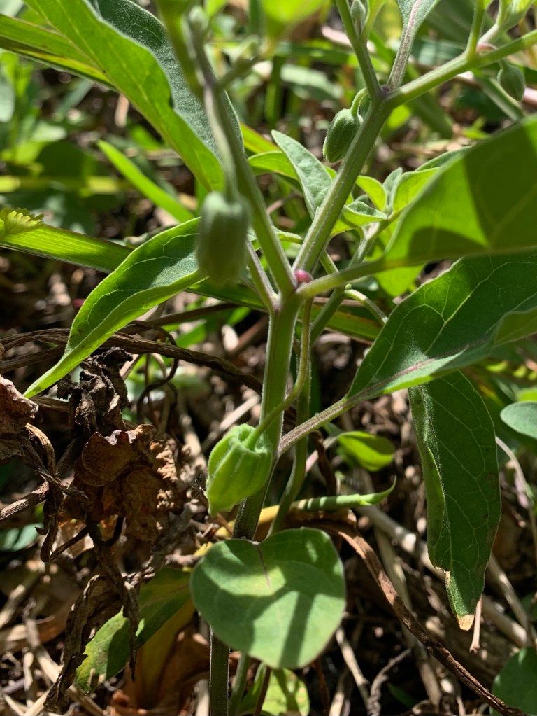 Walter’s ground cherry Florida yard