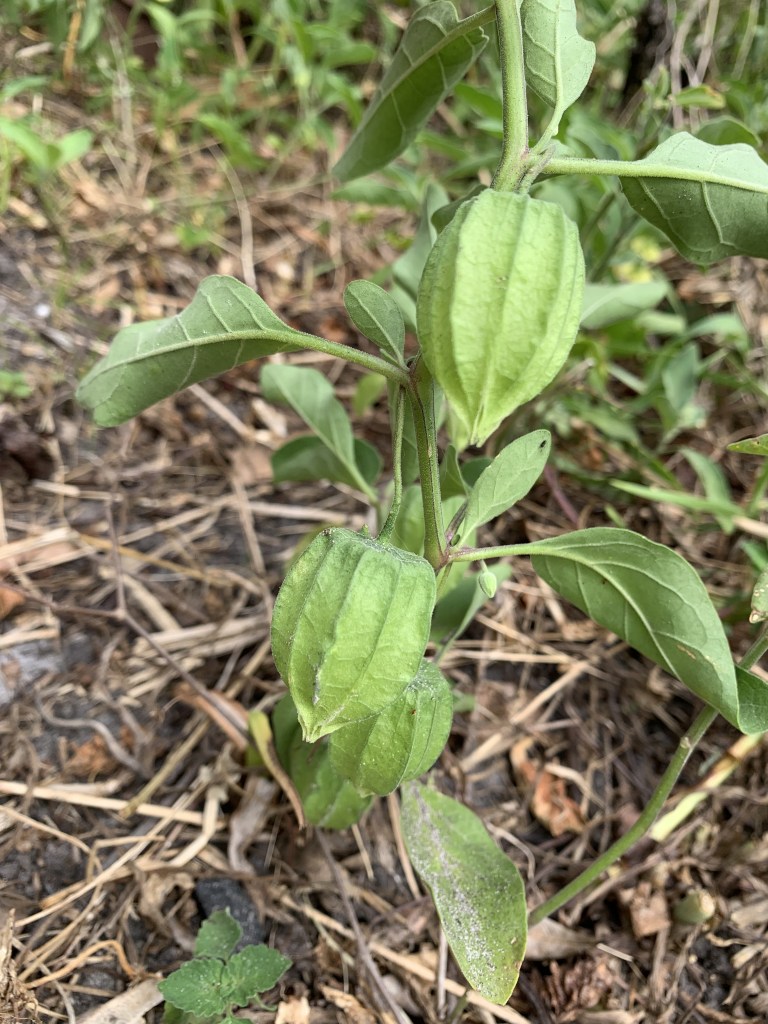 Florida wild ground cherry
