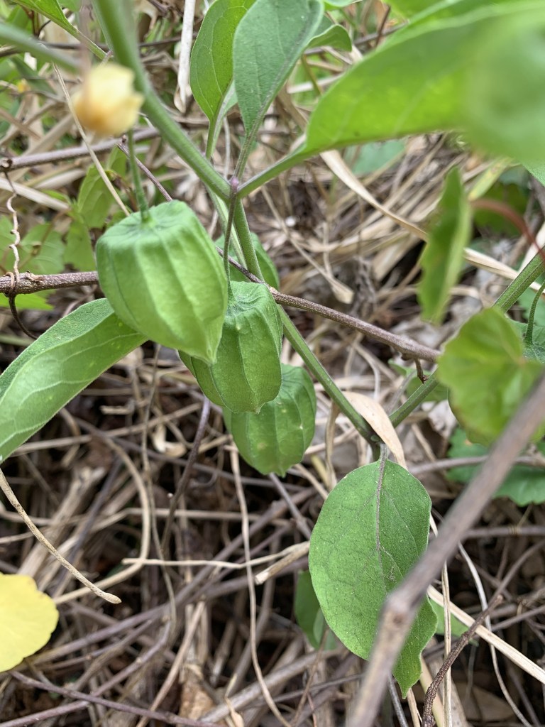Walter's ground cherry