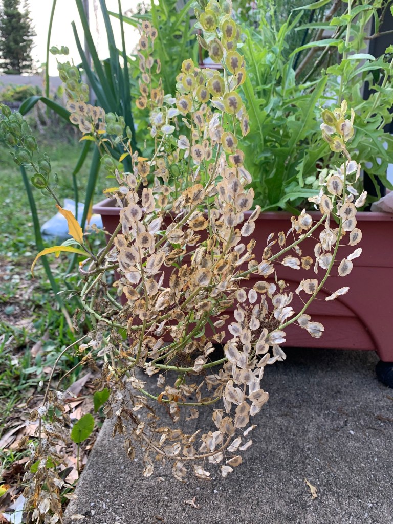 Seeds from lettuce plant