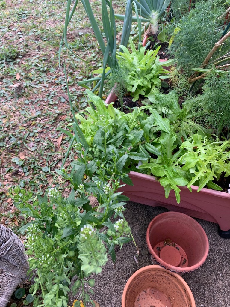 Lettuce in the garden