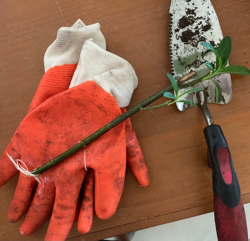 ready to plant milkweed cutting