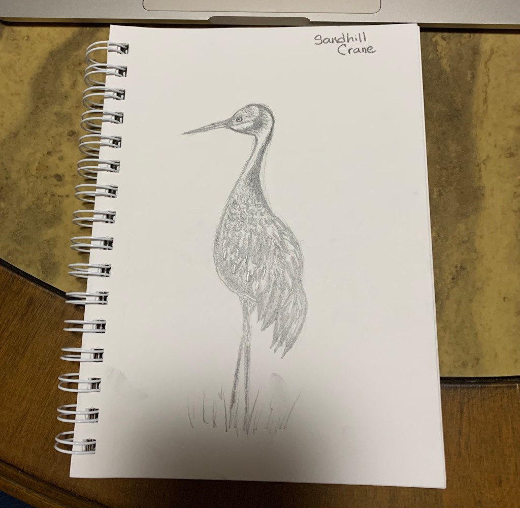 pencil drawing of sandhill crane