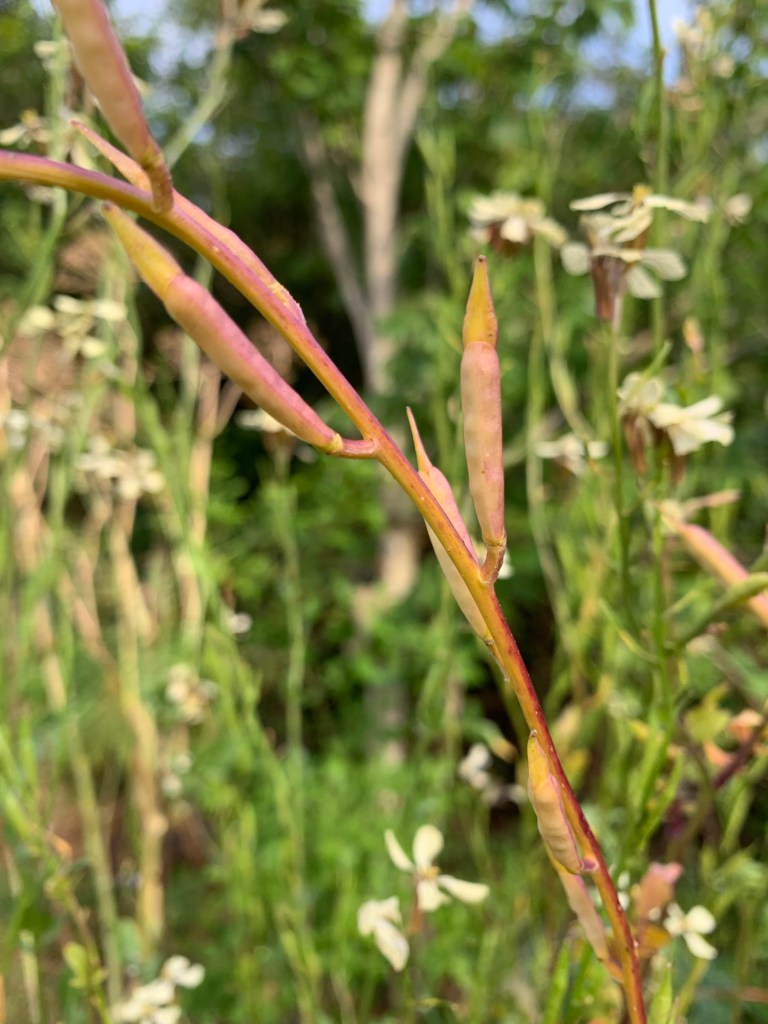 arugula seed pods