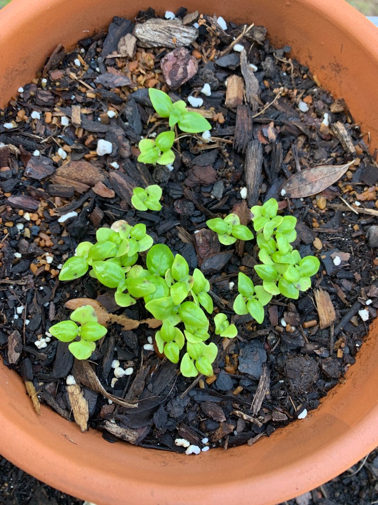 Basil seedlings growing in soil.