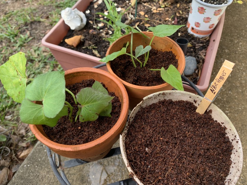 sweet potato pots with coconut coir